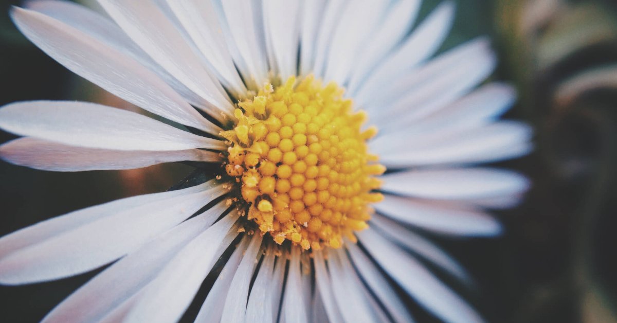 Vegan Hot Chocolate: Rich, Creamy, and Easy Dairy-Free Recipe for the Ultimate Cozy Treat
