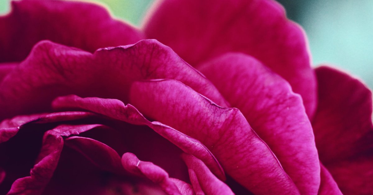 Veganism and Longevity: Can a Plant-Based Diet Help You Live a Longer, Healthier Life?